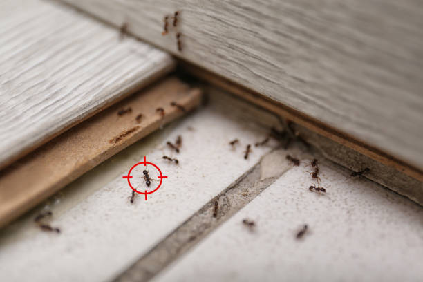 Best Affordable Pest Control Services  in Prescott Valley, AZ