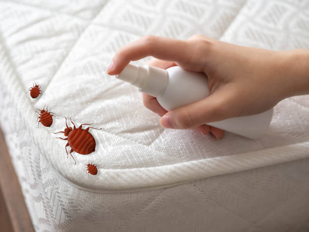 Best Insect Control  in Prescott Valley, AZ