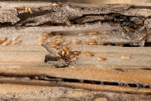 Best Local Pest Control Services  in Prescott Valley, AZ