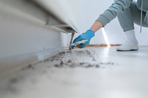 Best Best Pest Control Companies  in Prescott Valley, AZ