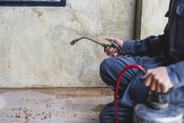 Best Wasp Removal Services  in Prescott Valley, AZ